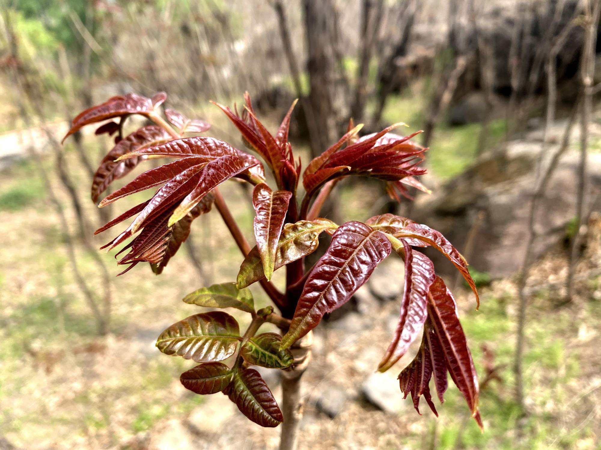 门前院子里种树有什么讲究,门前种树有什么风水禁忌呢