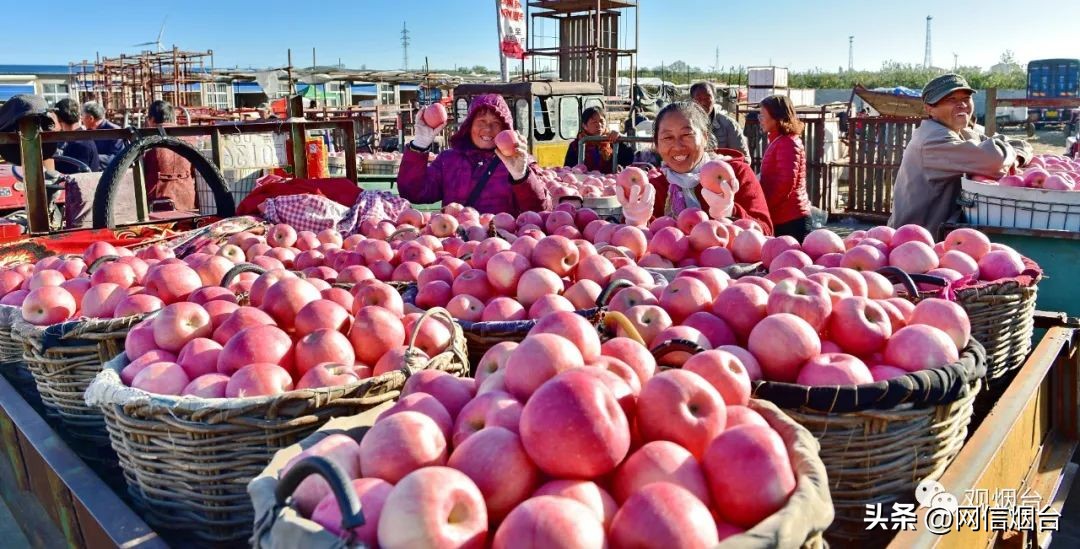 烟台苹果苗哪个最好栽,烟台地区苹果树苗新品种