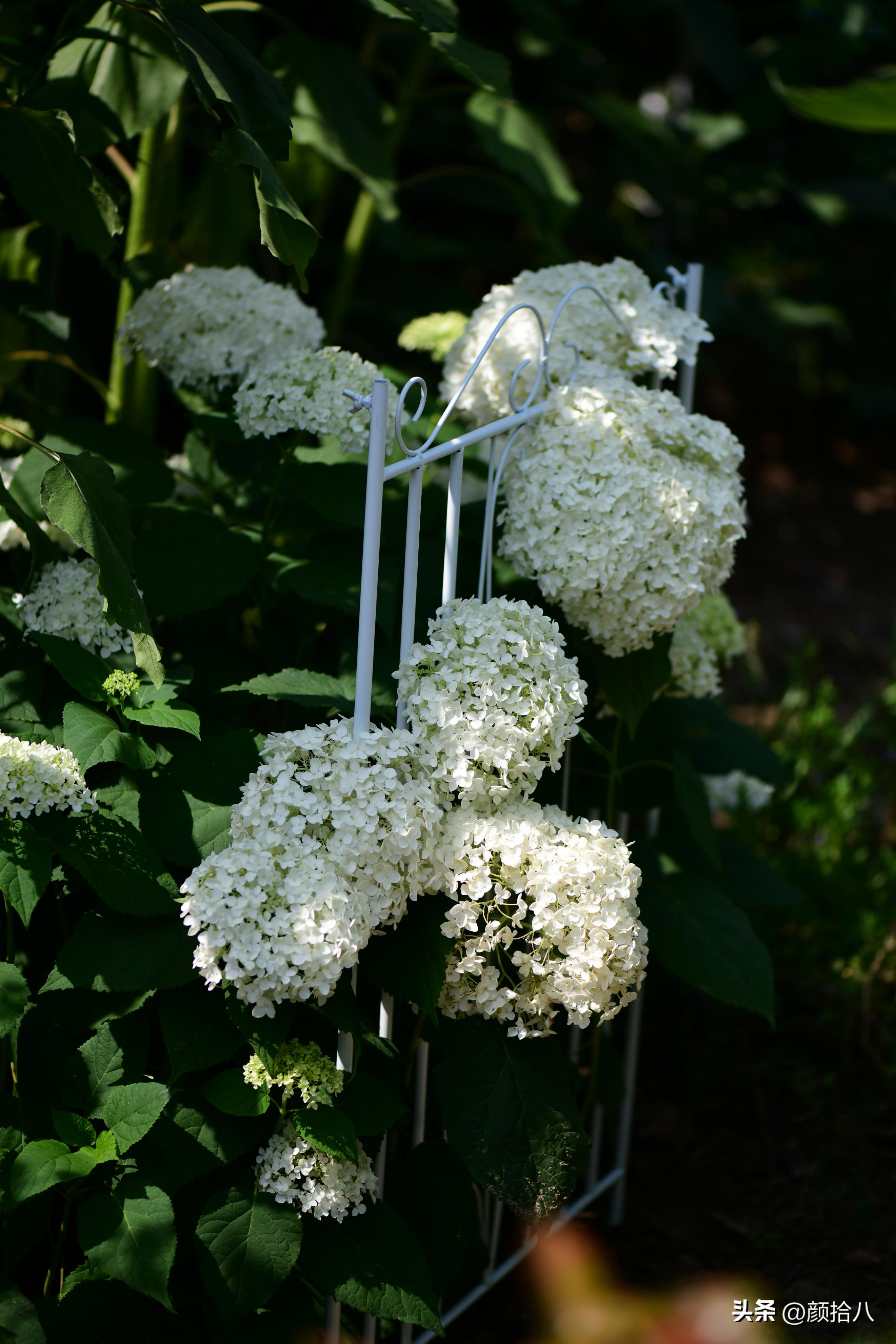 流放到菜地的花儿们，尽情绽放吧，不管在哪里｜园丁