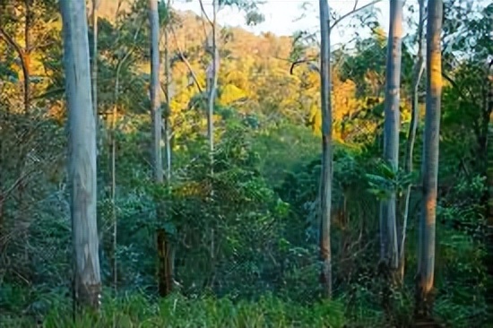 欧洲进口木材最新行情,2021上半年国际木材贸易形势分析