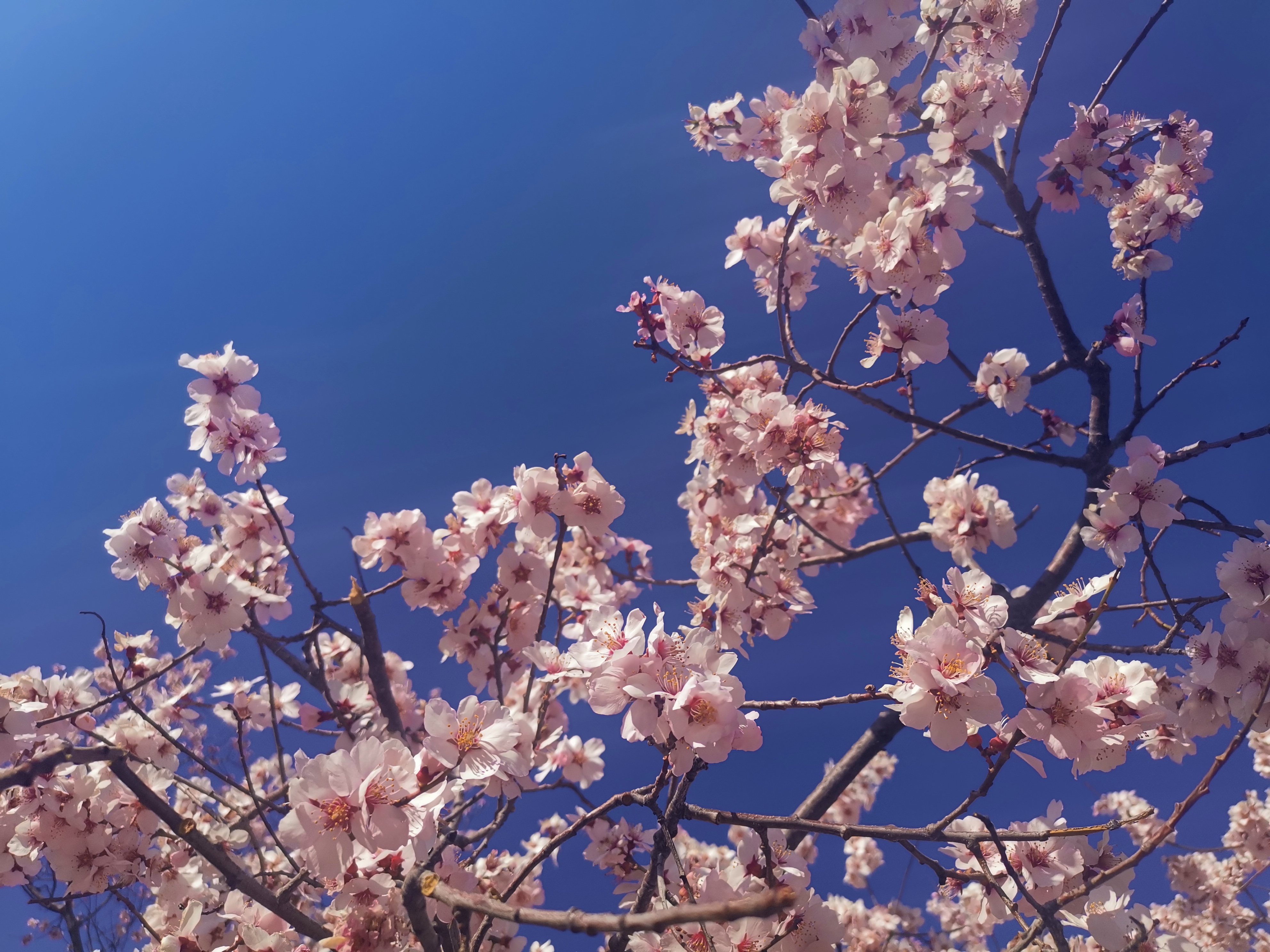 瑗胯棌鏋楄姖鏄湪钘忚タ涔熸槸钘忎笢,瑗胯棌鏋楄姖