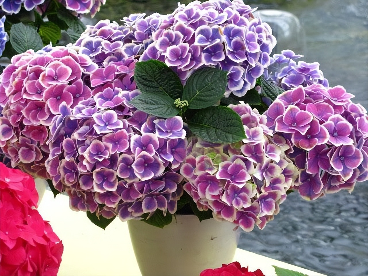 家里养花花草草便宜好养推荐,最便宜又好养的4种花草