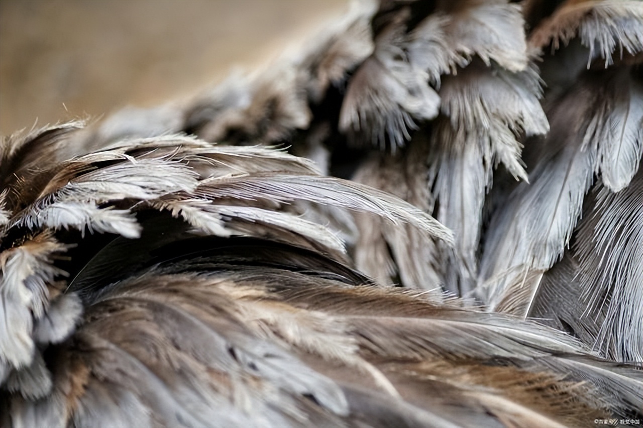 进出口运输鸭毛到香港代理清关,办理鸭毛进口报关流程