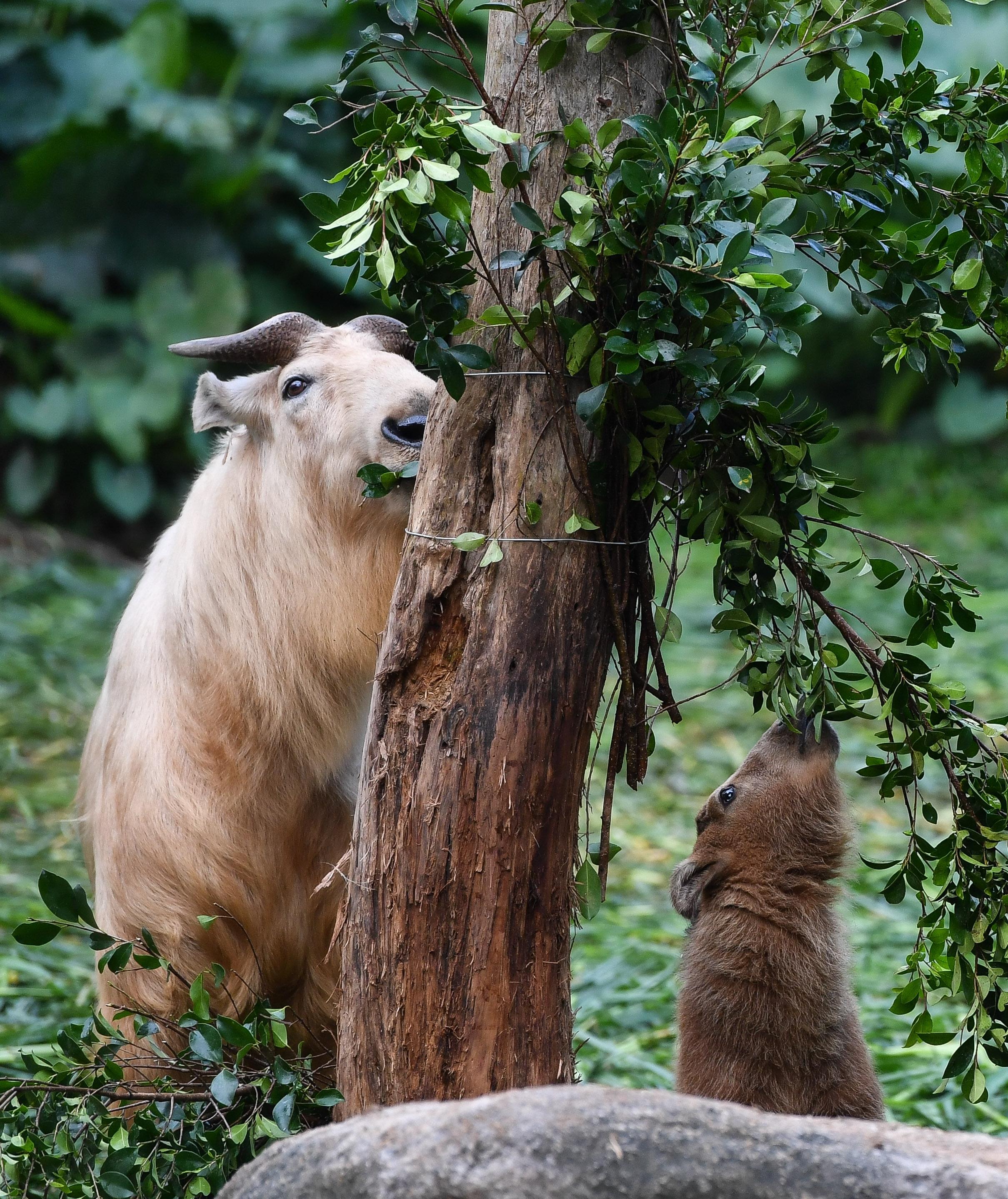 陕西眉县现一头“怪牛”该男子喂它很多次，网友看到：秦岭杀手王