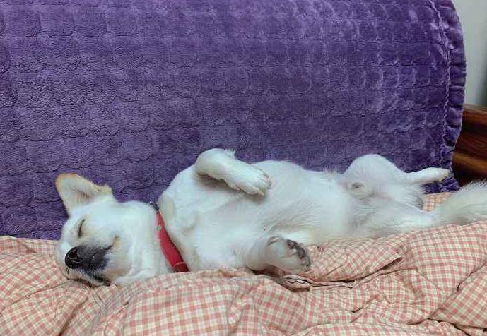 狗狗睡觉姿势说明了什么,狗狗睡觉冷了会有什么表现