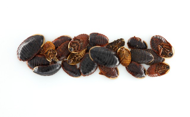 心瓣膜关闭不全中医调理,中医怎样治疗心脏瓣膜关闭不全