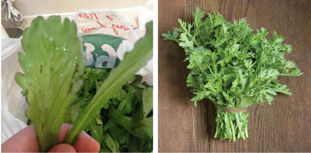 南京菊花脑是啥,南京的菊花脑是几月出来的