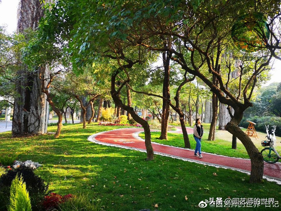 疏林草地的作用,疏林草地效果图