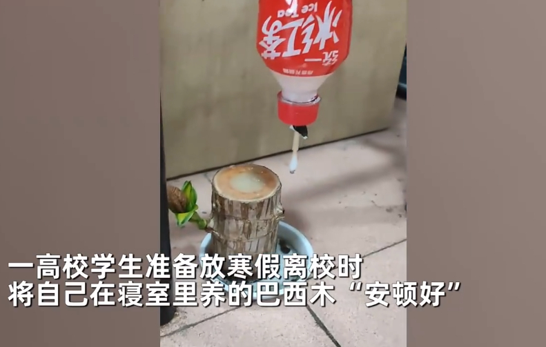 大学放假前自制装备给盆栽浇水,大学生放假前自制装备