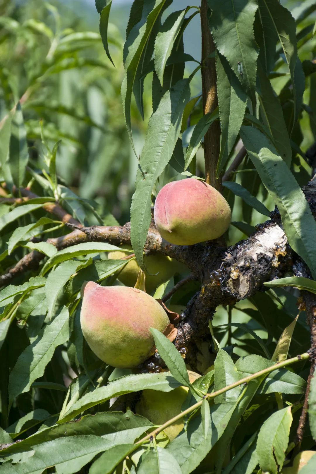 鹰嘴桃脆香甜,赣南鹰嘴桃新鲜现摘