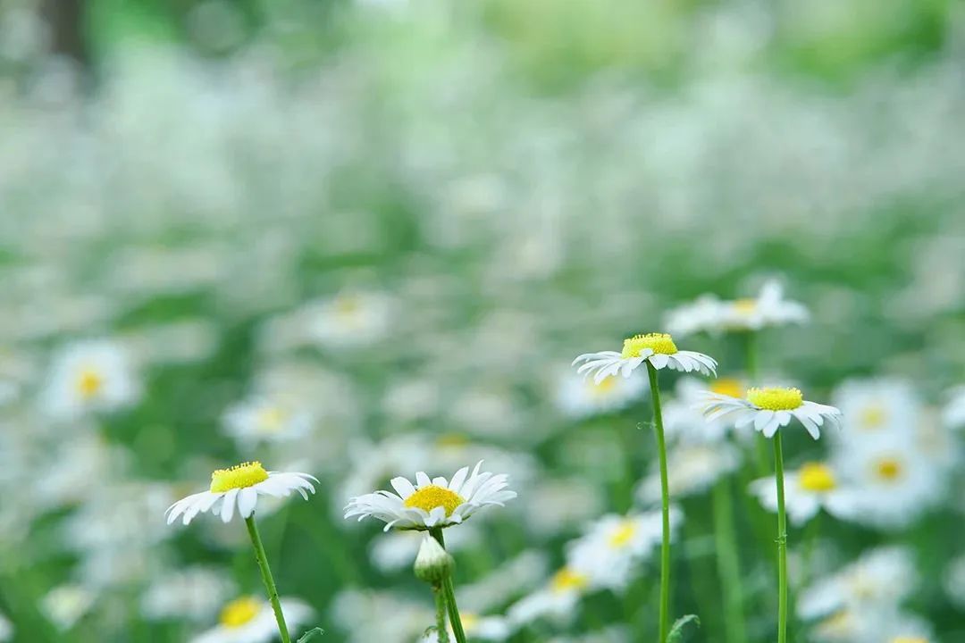 端午节的由来和习俗,端午节的由来儿童版