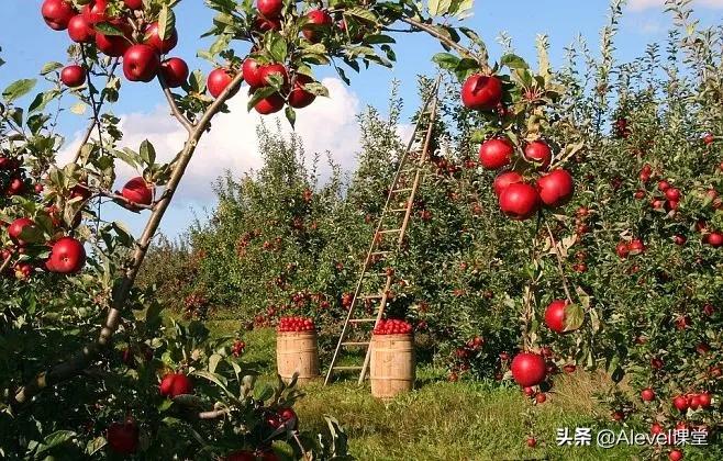 apalevel经济教材,a-level课程与ap课程的区别在哪里