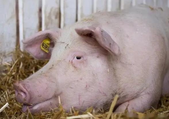 后备母猪尿液白,后备母猪尿后有白色的分泌物