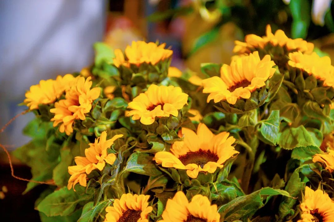 雨雪天气,来济南这些宝藏花市再合适不过了!快去把春天的浪漫抱回家吧!