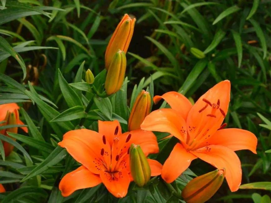 春夏之交，越来越多的花含苞欲放，这一百种娇媚蓓蕾真是美不胜收