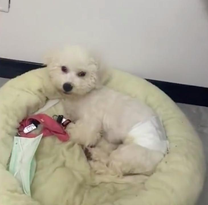 小狗趁主人不在家误食6颗布洛芬，狗主人：从吃到催吐不过2小时，幸好有一半白色颗粒没有消化