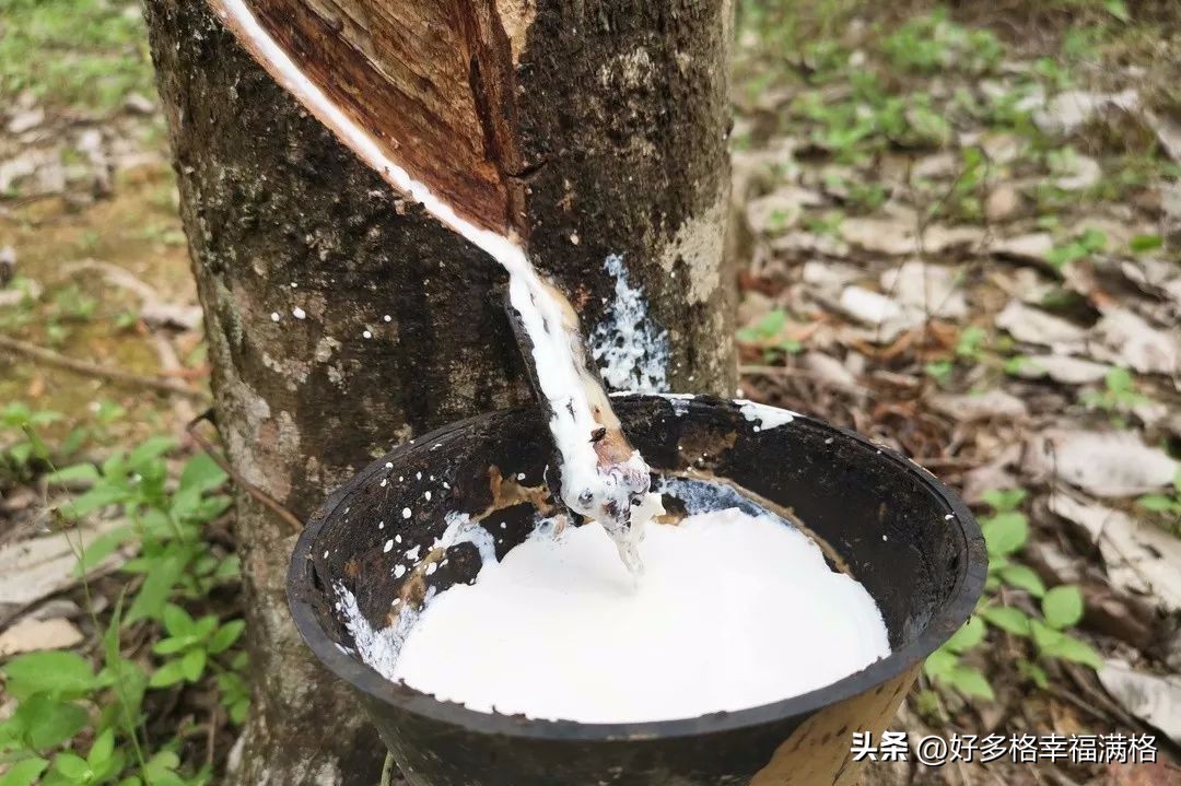 关于乳胶枕的说说,乳胶枕讲解