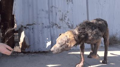 失去一条腿的大象,失去一条腿