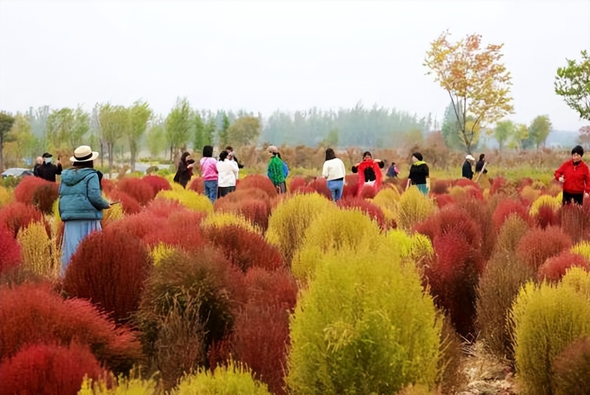 地肤草花海打卡,孟津白鹤地肤草位置