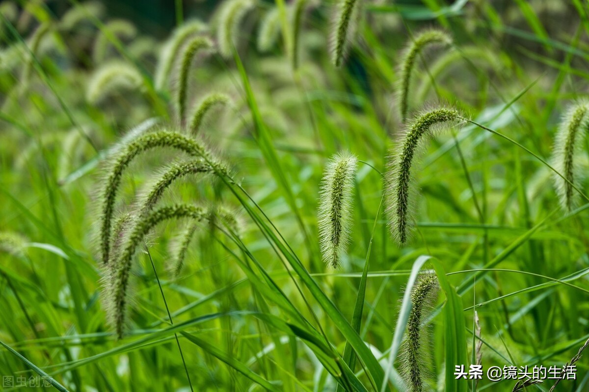 农村遍地都是宝农村的野菜挖不完,农村不要钱的野菜有哪些