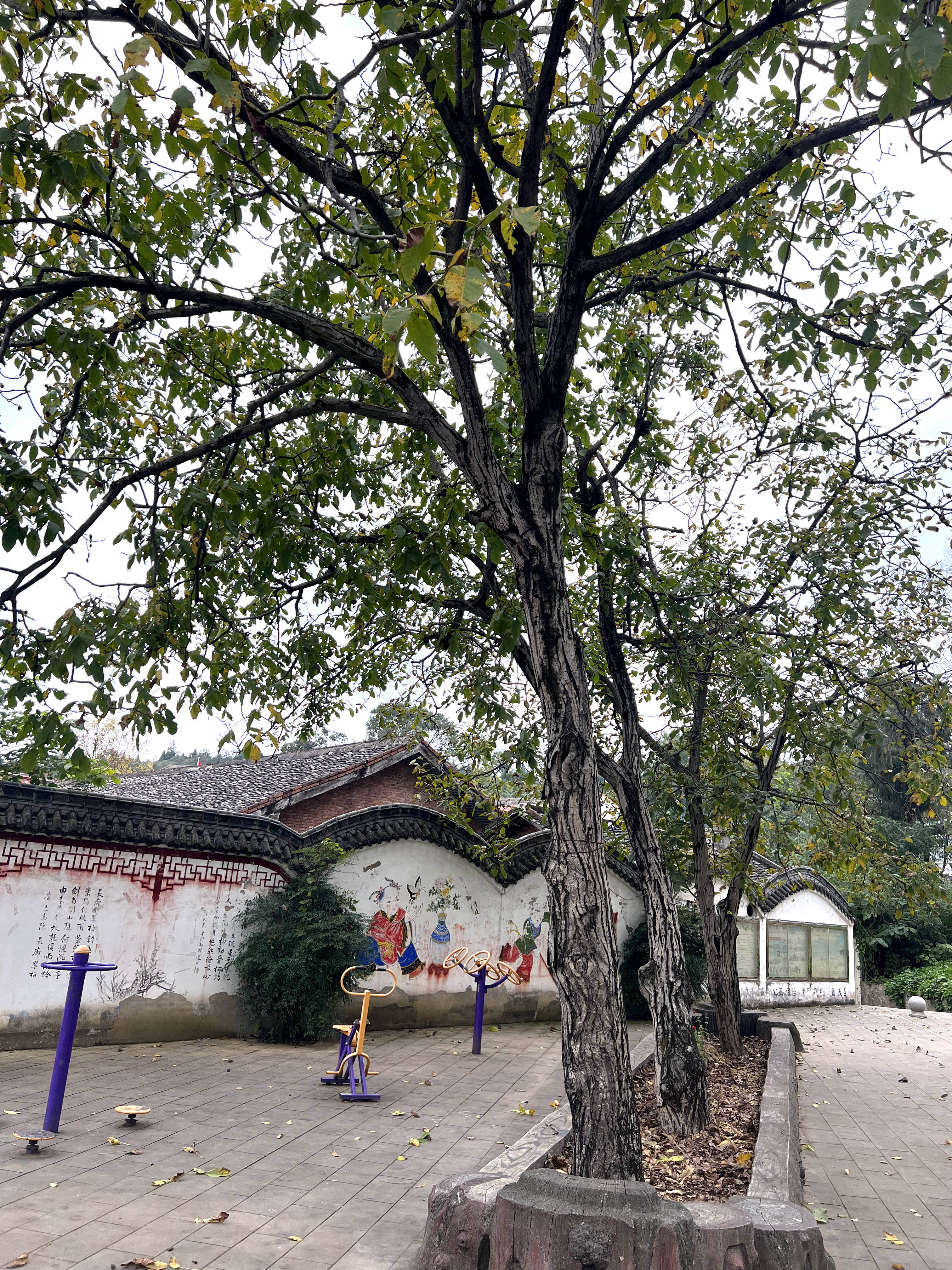 四川广元剑阁核桃树,广元剑阁核桃树