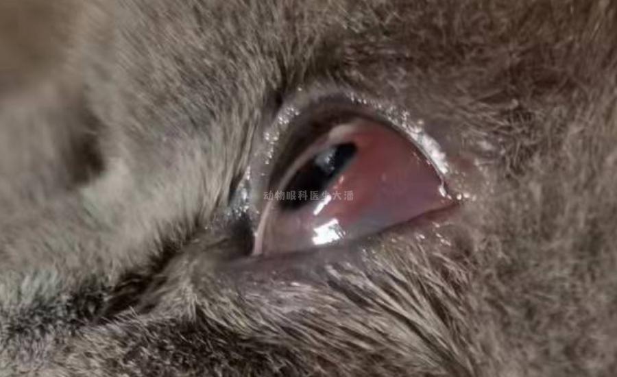 猫角膜炎怎么治疗最快,小猫坏死性角膜炎