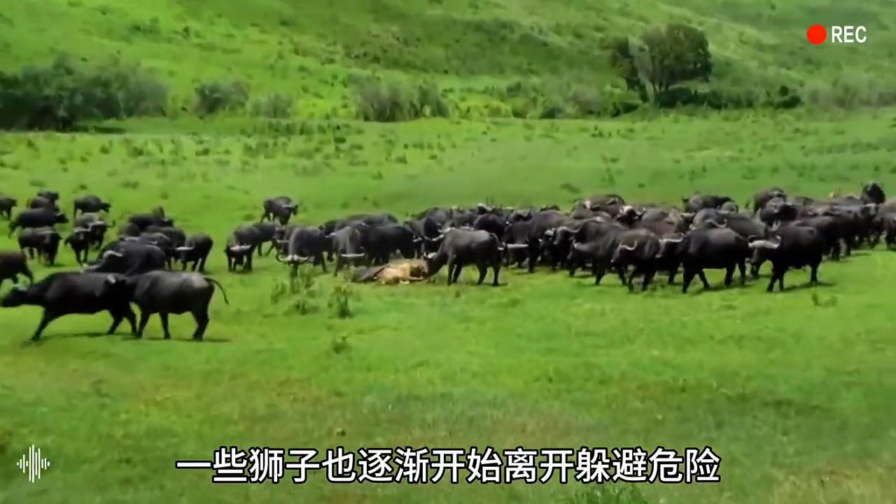 三只雄狮围攻落单水牛,狮群狩猎落单野牛