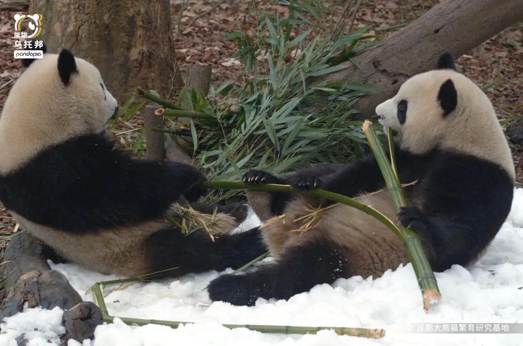 冬季保暖熊猫,呆萌可爱熊猫过冬