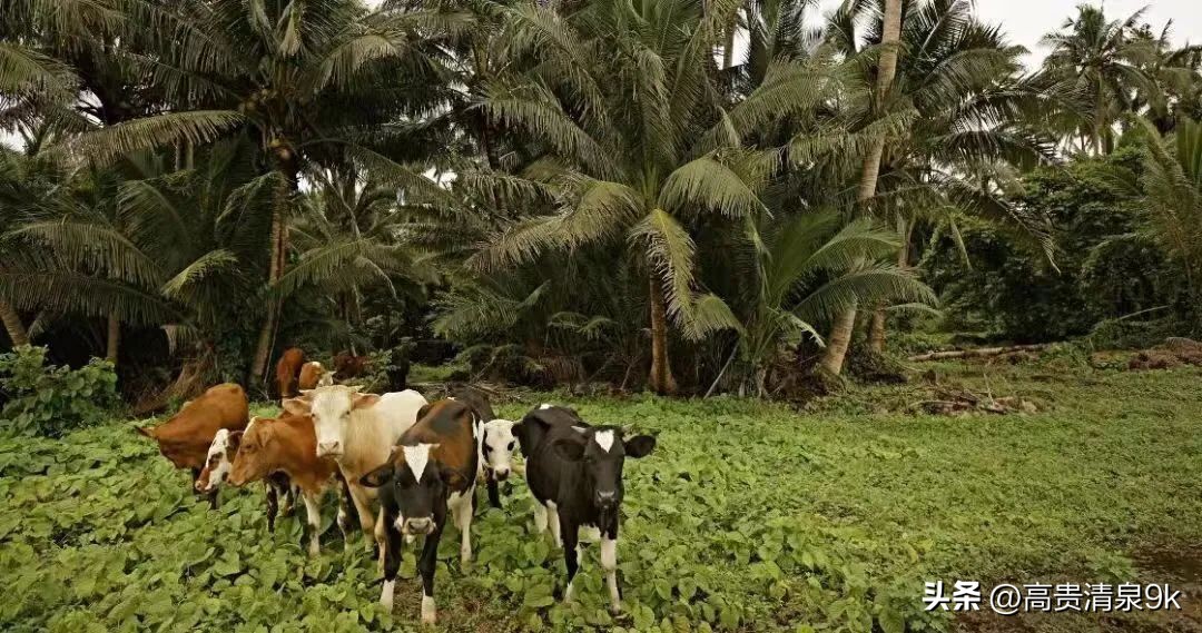 4月1恢复直航，马云刚去过的宝藏免签海岛藏不住了！