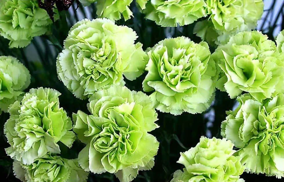 母亲节恐怖故事,母亲节背后的历史