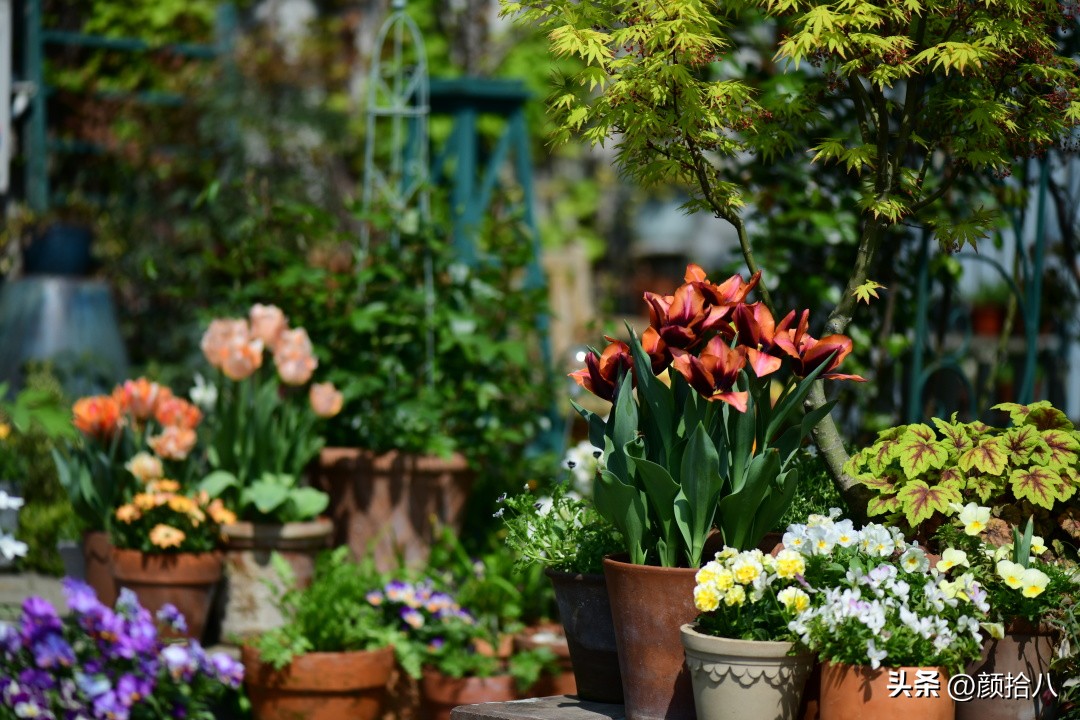 盘点今年河马花园里最美的几款郁金香|园丁