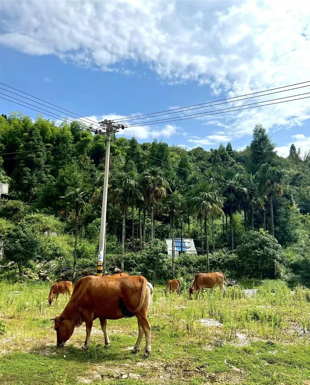 福州香格里拉附近景点,福州五天四晚带娃旅游攻略