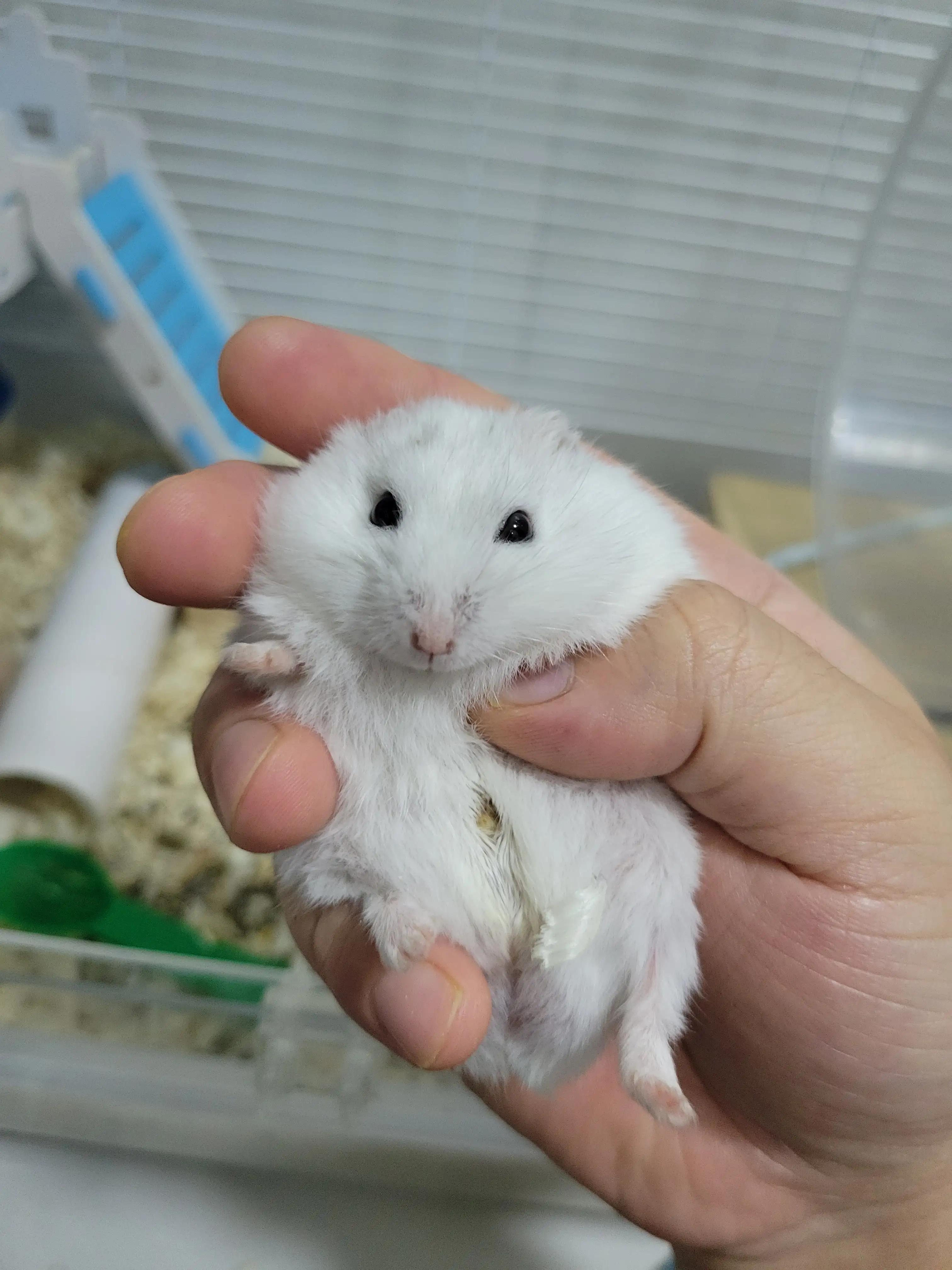 用罐头玻璃瓶可以当仓鼠窝吗,用罐头玻璃瓶可以当仓鼠睡窝吗