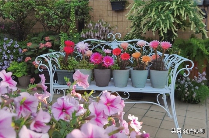 养了10年的彩草仙人球,彩草仙人球的养殖方法和注意事项