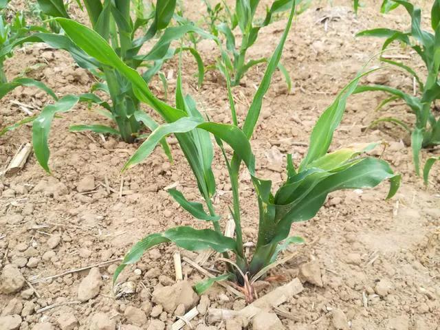 玉米长叉子是掰好还是不掰好,玉米根部有叉子该不该掰掉