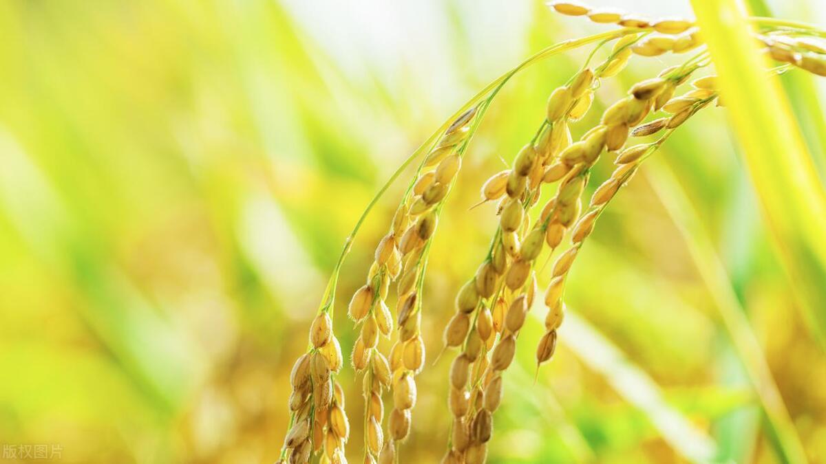 中考优秀作文学问藏在哪里,中考作文范文大全集