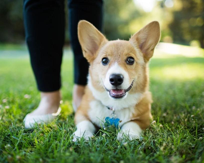 资深养狗人让狗狗听话的五条建议,养狗必备如何保证狗狗健康