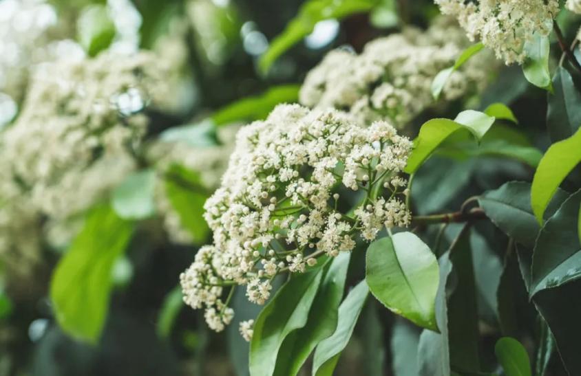 石楠冬日花开诗句,红叶石楠花诗句