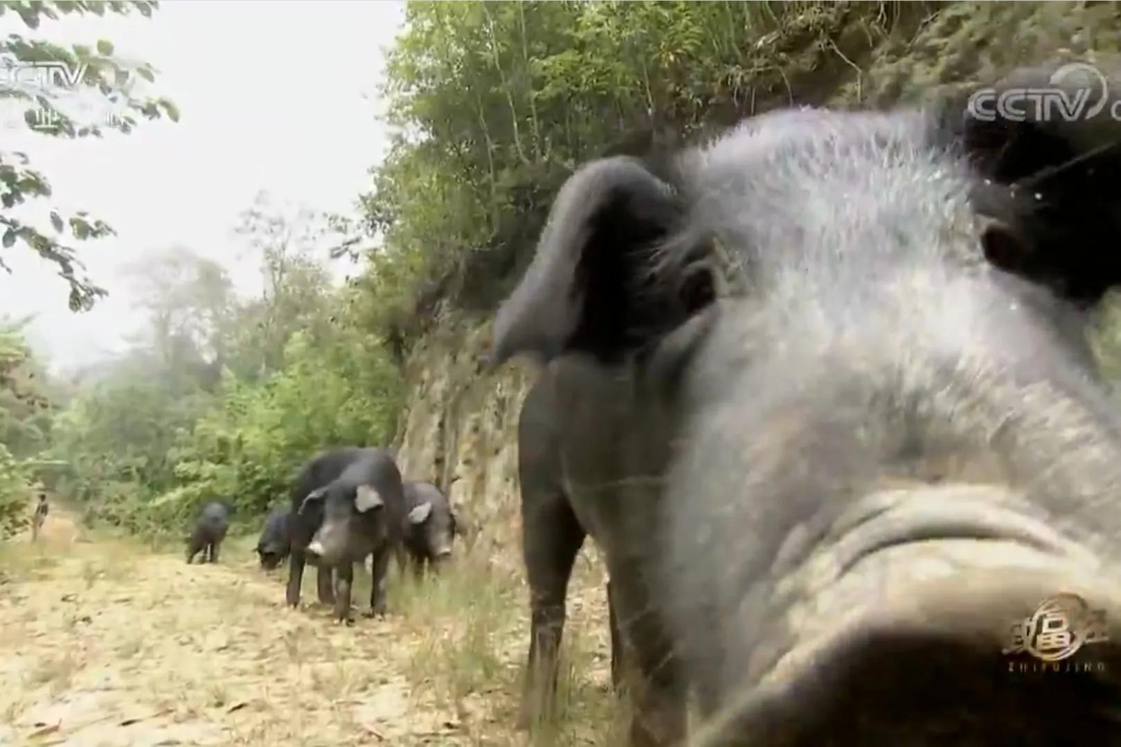 男子承包900亩荒山创业,小伙承包500亩地种特产如今暴富