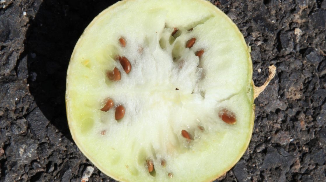 沙漠有西瓜为什么无人敢吃,沙漠里有西瓜为何没有人去吃