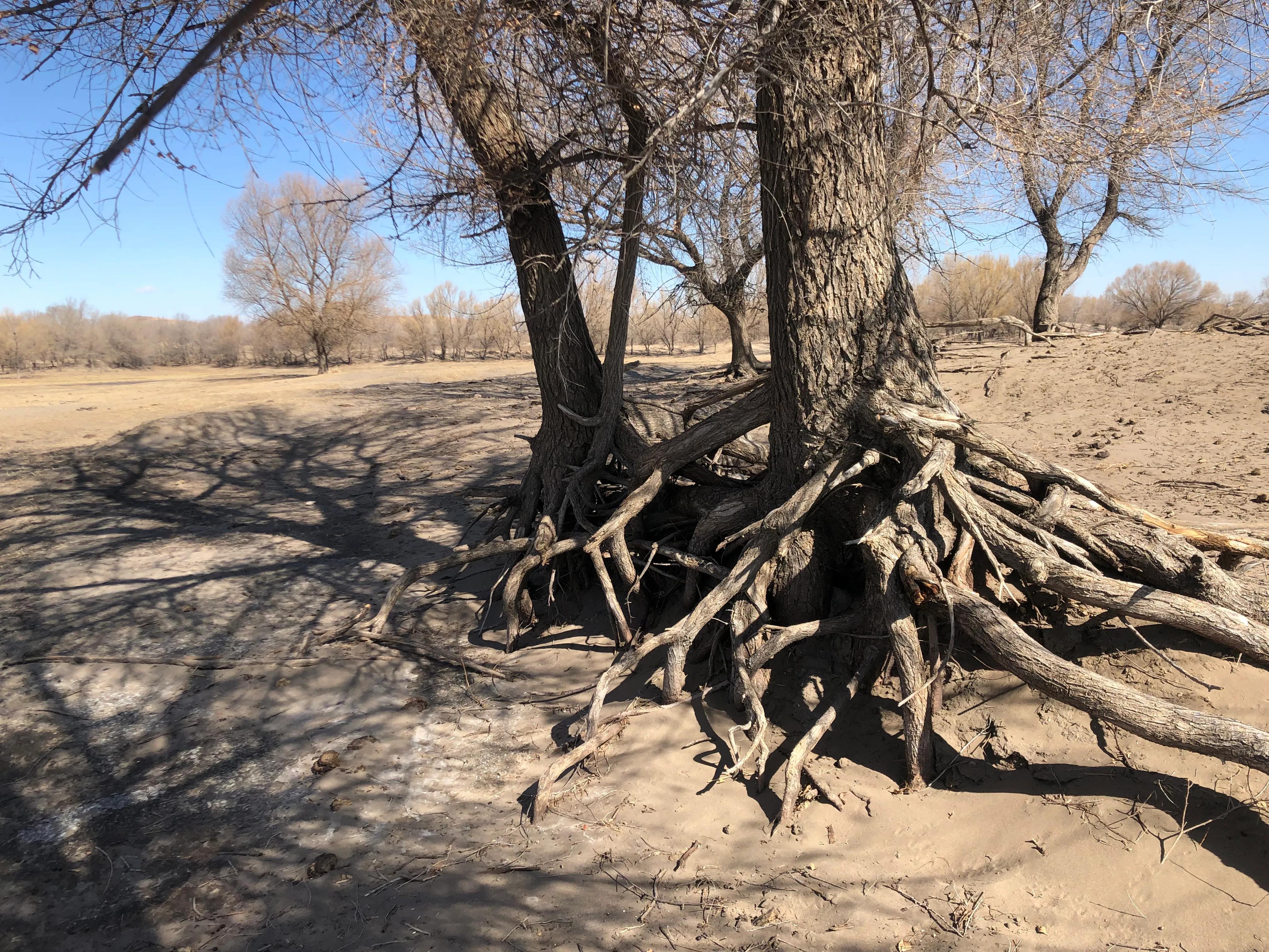 闃挎棩瀹濆埄鏍兼梾娓稿尯,闃挎棩瀹濆姏鏍兼箹
