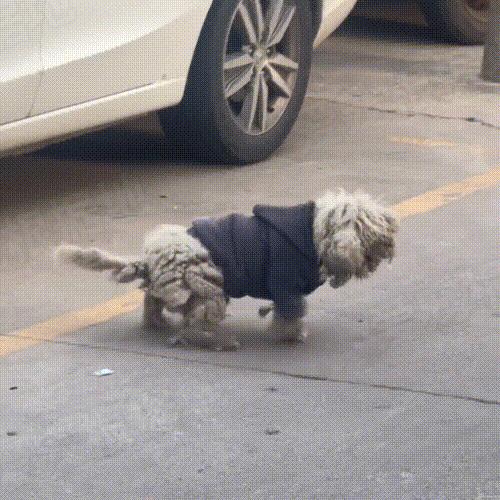 走失5个月的比熊身上还穿着棉袄,走失比熊回来了