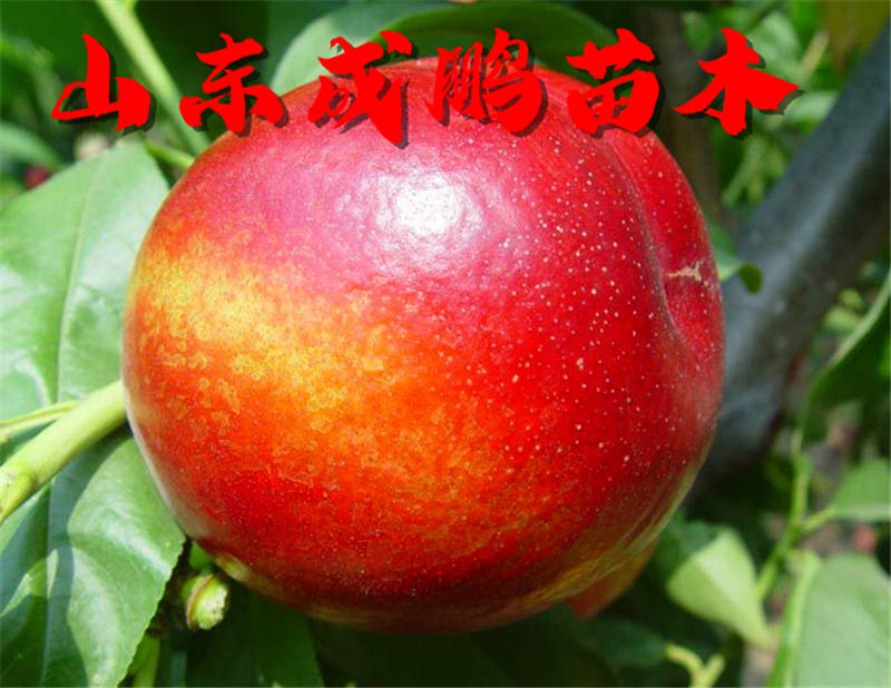 新品种水果苗图片及价格,各种水果苗新品种物美价廉