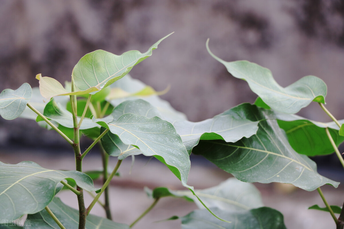 关于印度的科普文章,印度环境科普