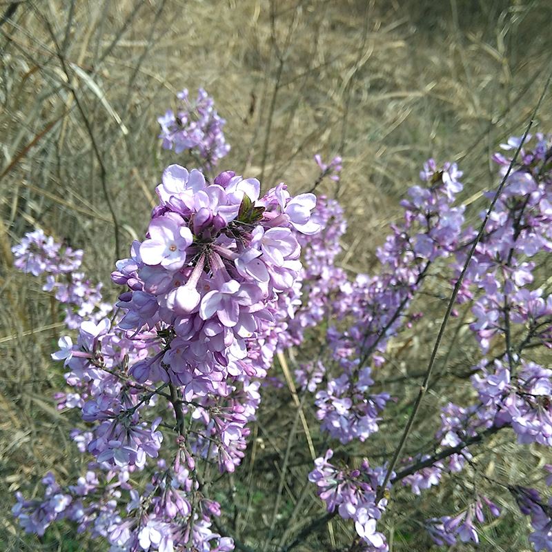 常见有毒花千万别碰,世上有毒的花和植物