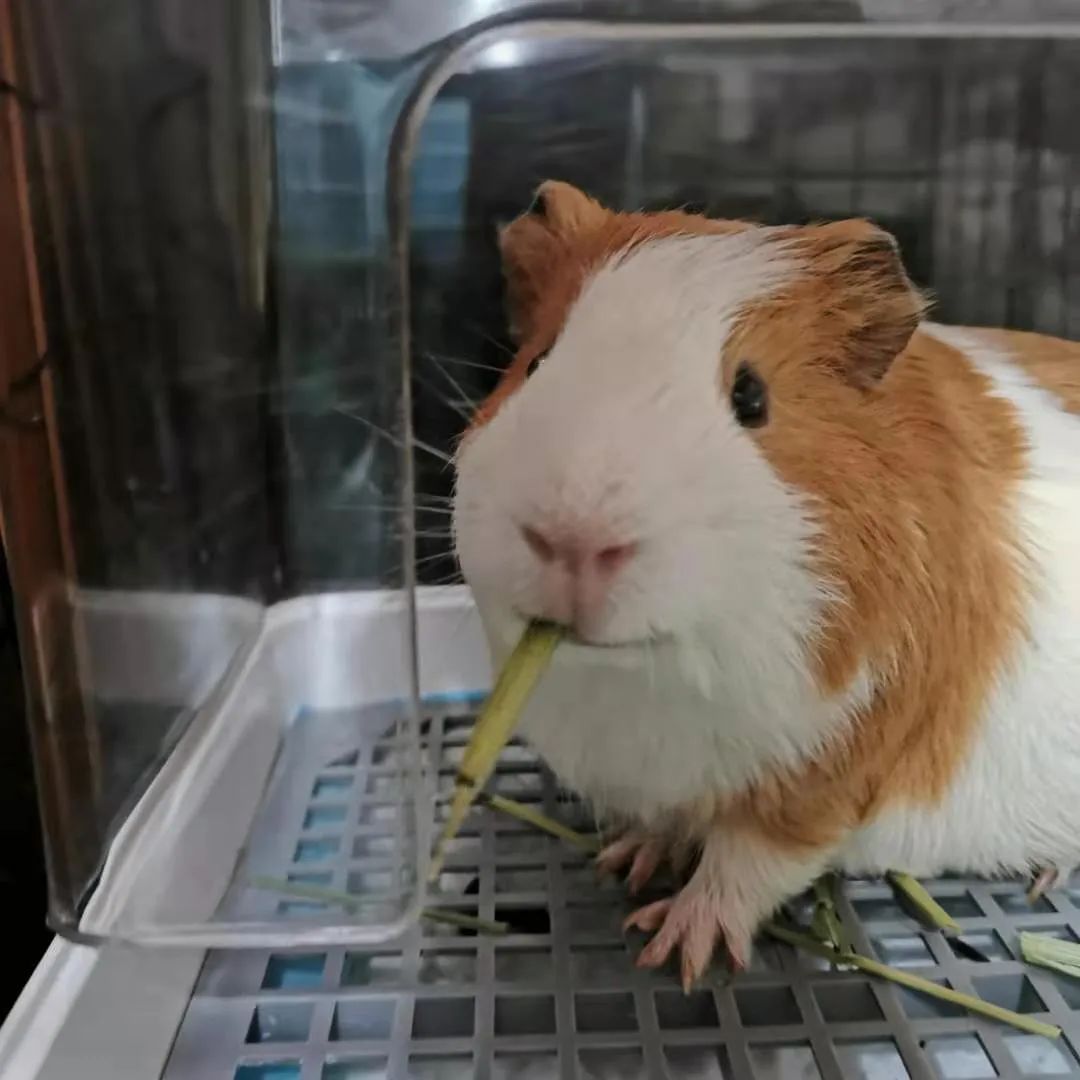 宠物兔荷兰猪得了肠炎怎么办?第397期