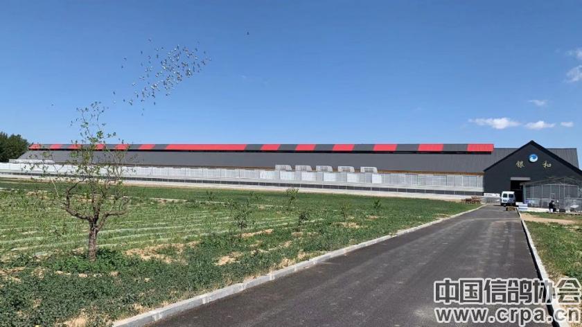 银和赛鸽公棚秋棚,银和赛鸽公棚2019规程