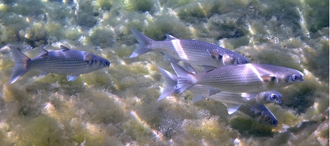 日本的地震前反常现象,揭秘日本地震来临有哪些应对措施