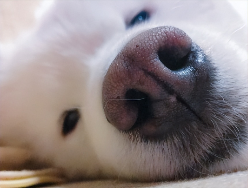 萨摩耶身体出现问题有哪些表现,有什么特征的萨摩不纯