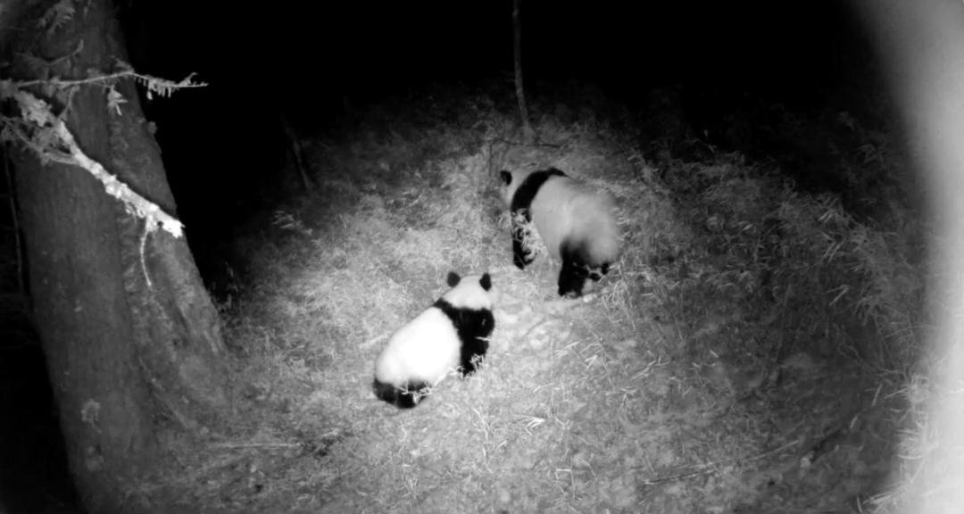 我们先去看熊猫吧英文,我们来了参观熊猫基地视频